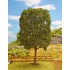 Marronnier 200 mm