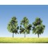 Arbres fruitiers 110 mm