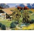 Saules pleureurs 100 mm