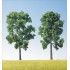 Arbres bordure de routes