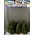 Sapins 70 mm vert clair