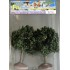 Acacias boules 70 mm
