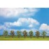 Arbres fruitiers en floraison