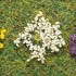Fleurs blanches, 100 pièces