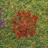 Fleurs rouges, 100 pièces
