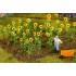 Tournesols, 16 pièces