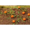 Plants de citrouille, 6 pièces