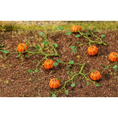 Plants de citrouille, 6 pièces Plants de citrouille, 6 pièces