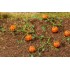 Plants de citrouille, 6 pièces