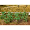 Plants de tomate, 18 pièces