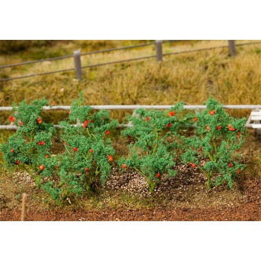 Plants de tomate, 18 pièces Plants de tomate, 18 pièces
