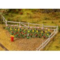 Tulipes, 36 pièces