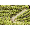 Vignes, 24 pieds
