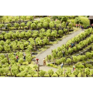 Vignes, 24 pieds
