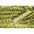 Vignes, 24 pieds