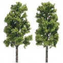 Platanes