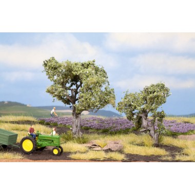 Oliviers 6-9 cm Oliviers 6-9 cm