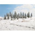 10 Sapins enneigés