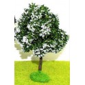 Arbre fleuri Acacia boule blanc 10 cm