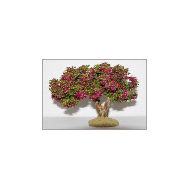 Arbre fleuri Lilas 11 cm