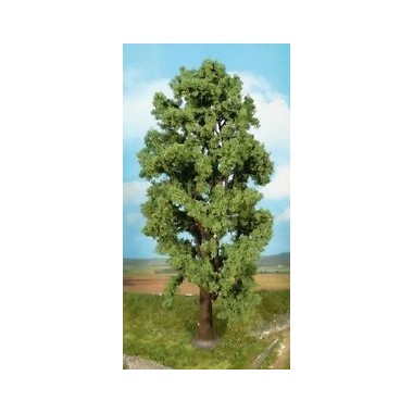 1 érable de montagne, 35 cm 1 érable de montagne, 35 cm