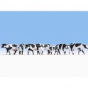 Figurines Vaches noir et blanc