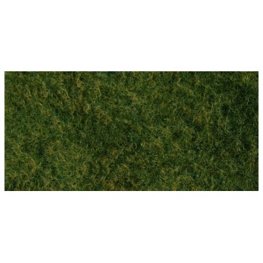 Foliage d'herbes sauvages - vert clair