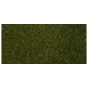 Foliage d'herbes sauvages - olive