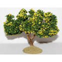 Citronnier 14 cm