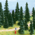 Sapins à planter, 60-120 mm, 10 pièces