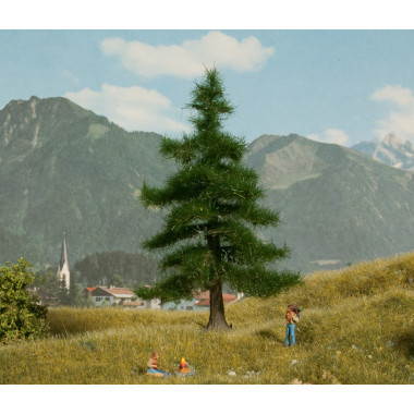 Sapin Nordmann, 12 cm