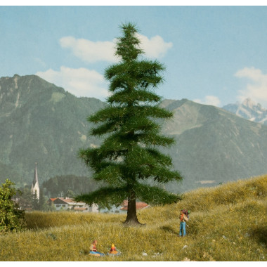 Sapin Nordmann, 14,5 cm