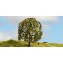 Saule Pleureur - 15 cm