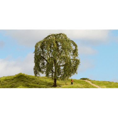 Saule Pleureur - 15 cm