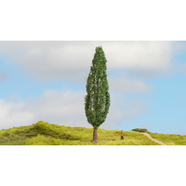 Peuplier - 18 cm