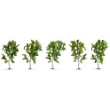 Bouleaux, 5 pcs, 10 cm de haut