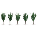 Peupliers, 5 pcs, 12 cm de haut